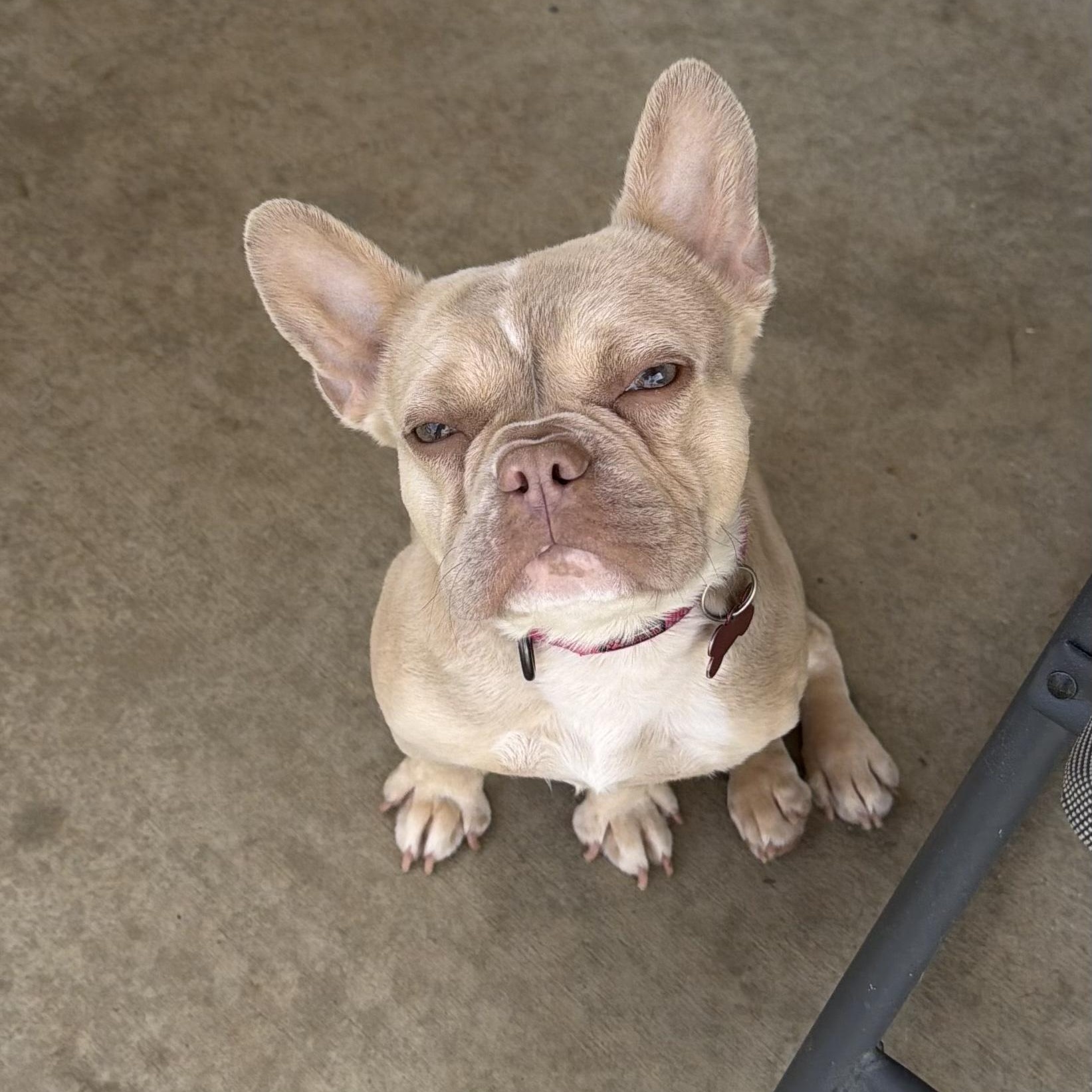 Marilyn, a Adoptable French Bulldog in Rancho Santa Fe, CA image 2/3