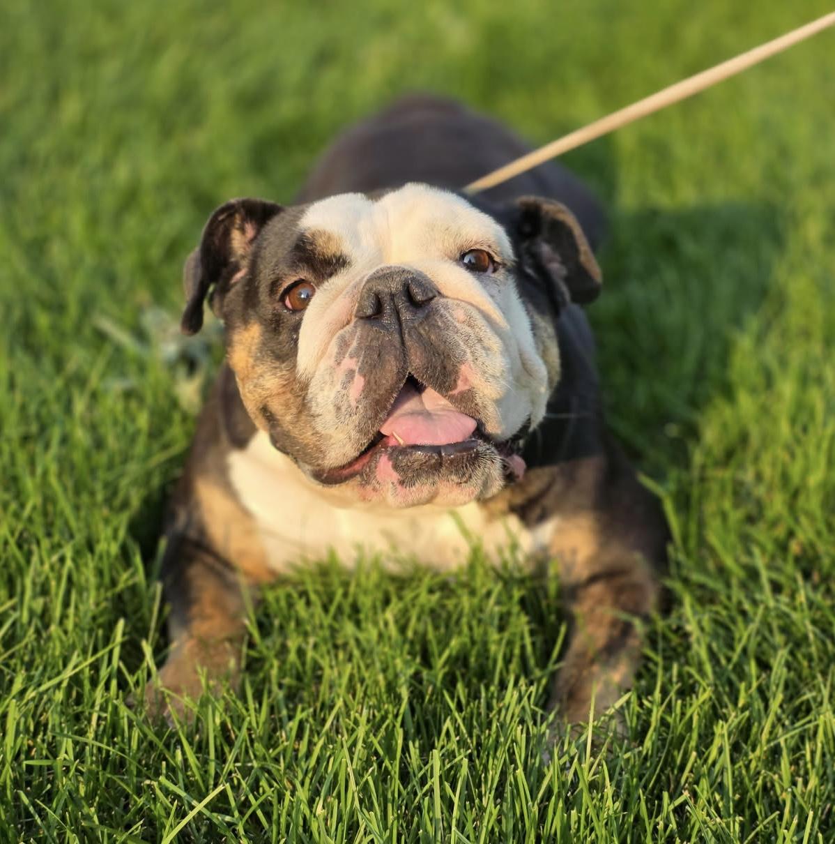 Enlarge Louise, an adopted English Bulldog in Orland Park, IL image 1/1