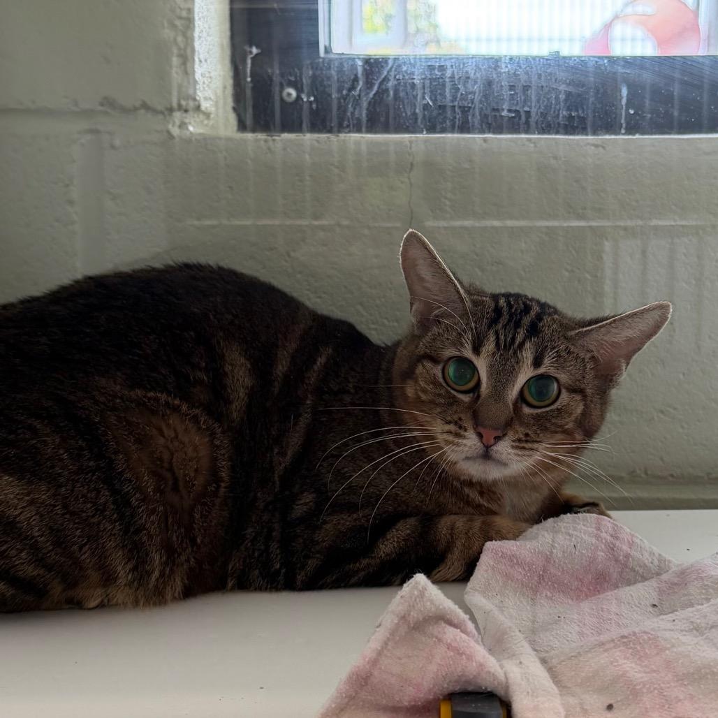 Lily, Adoptable, Adult Female Domestic Short Hair.