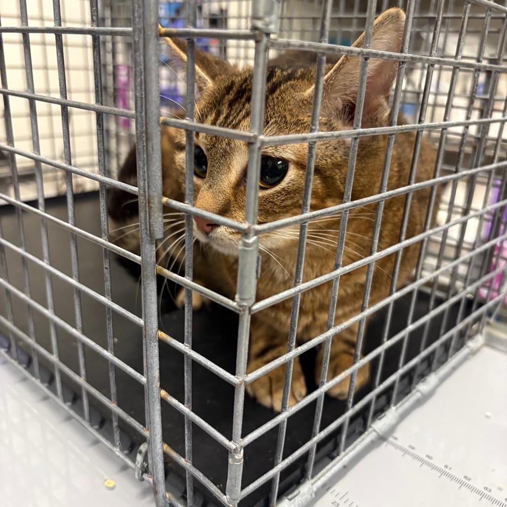 Enlarge Lily, a Adoptable mixed breed in Houston, TX image 2/3