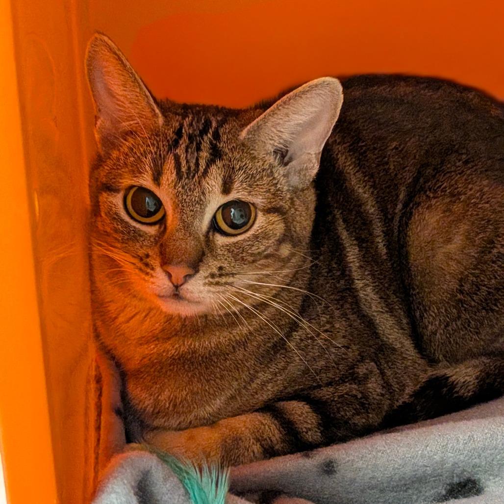 Enlarge Lily, a Adoptable mixed breed in Houston, TX image 3/3