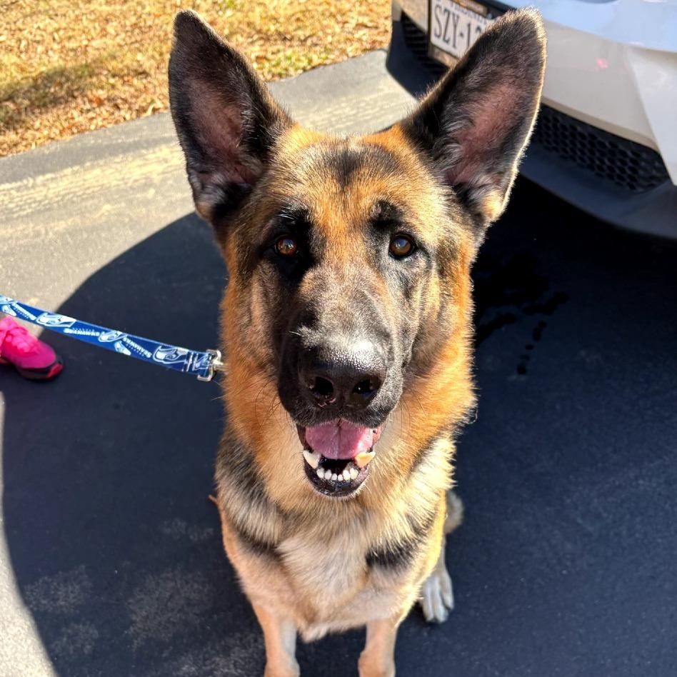 Beyla, Adoptable, Adult Male German Shepherd Dog.