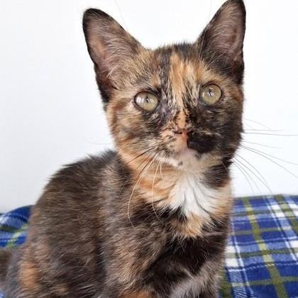 Enlarge Danae, a Adopted Calico in Belmont, NY image 3/4