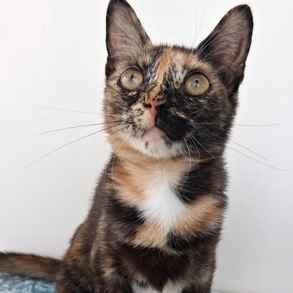 Enlarge Danae, a Adopted Calico in Belmont, NY image 1/4