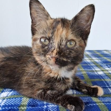 Enlarge Danae, a Adopted Calico in Belmont, NY image 4/4