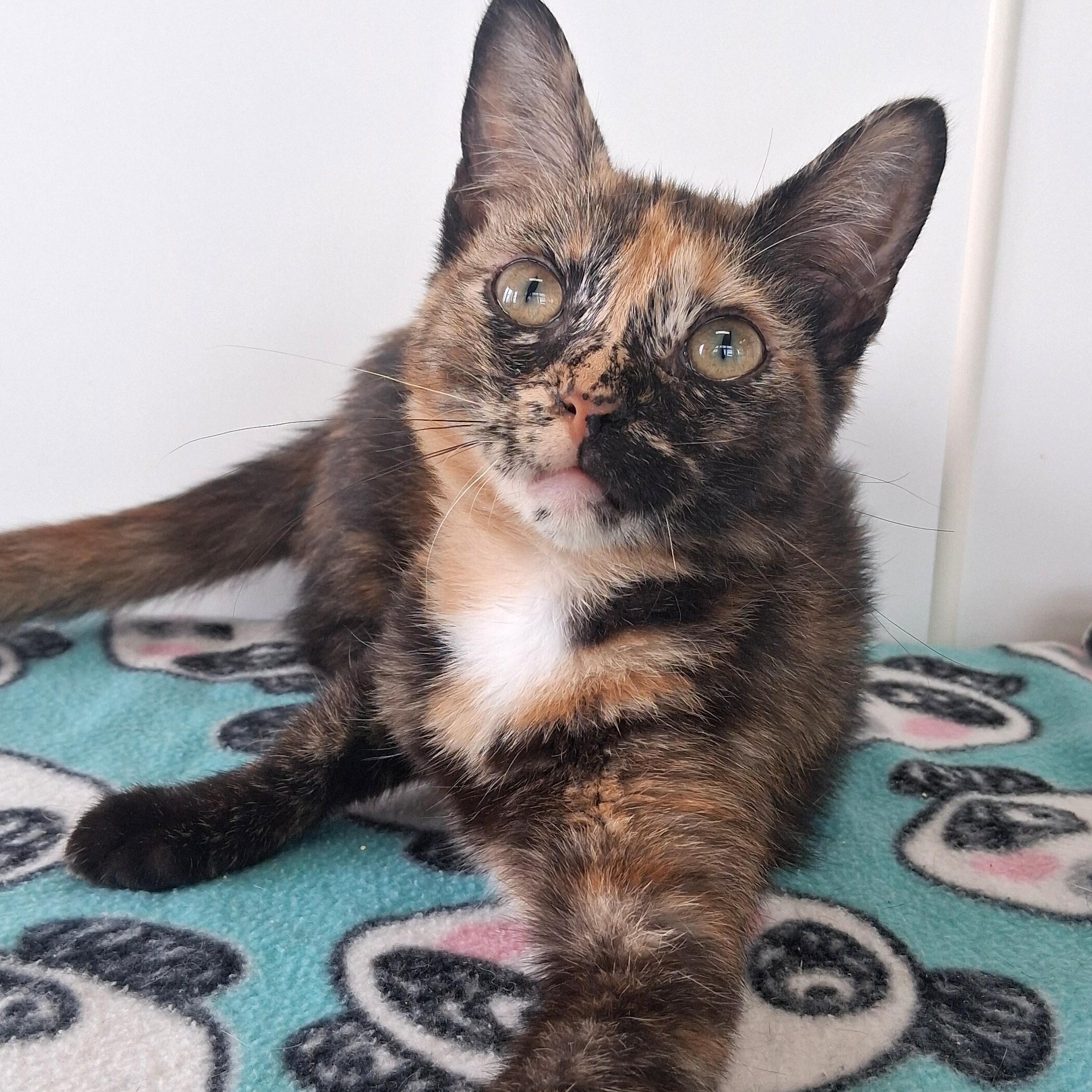 Enlarge Danae, a Adopted Calico in Belmont, NY image 2/4