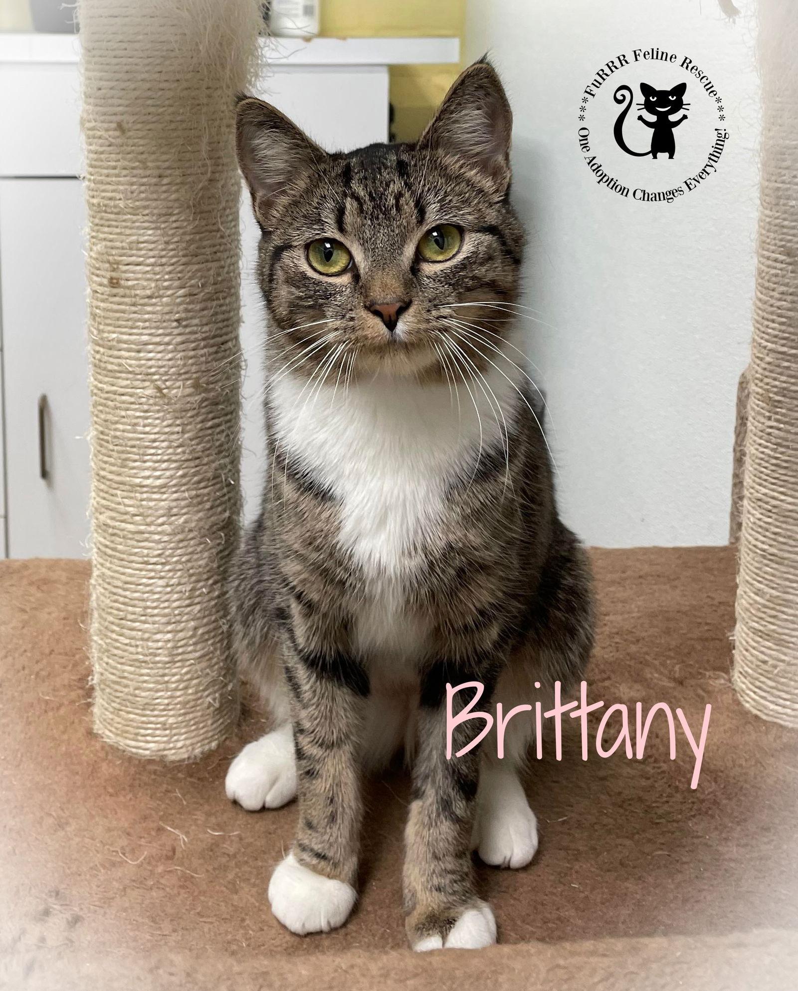 Brittany, Adoptable, Adult Female Domestic Short Hair.