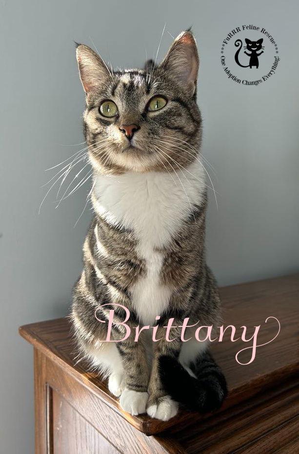 Brittany, a Adoptable Domestic Short Hair in Gonic, NH image 3/3