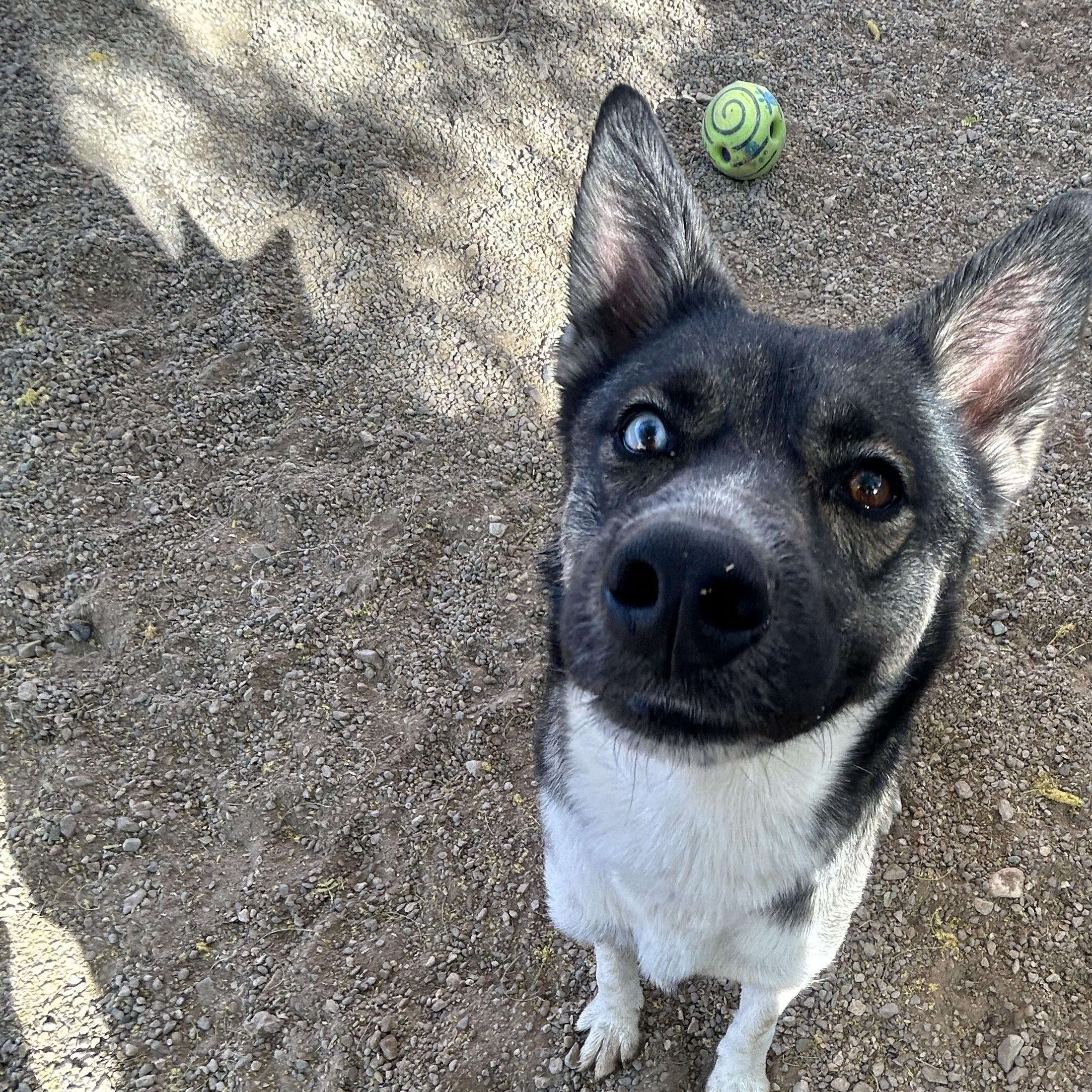Stormy, ADOPTABLE, Adult Female Akita.