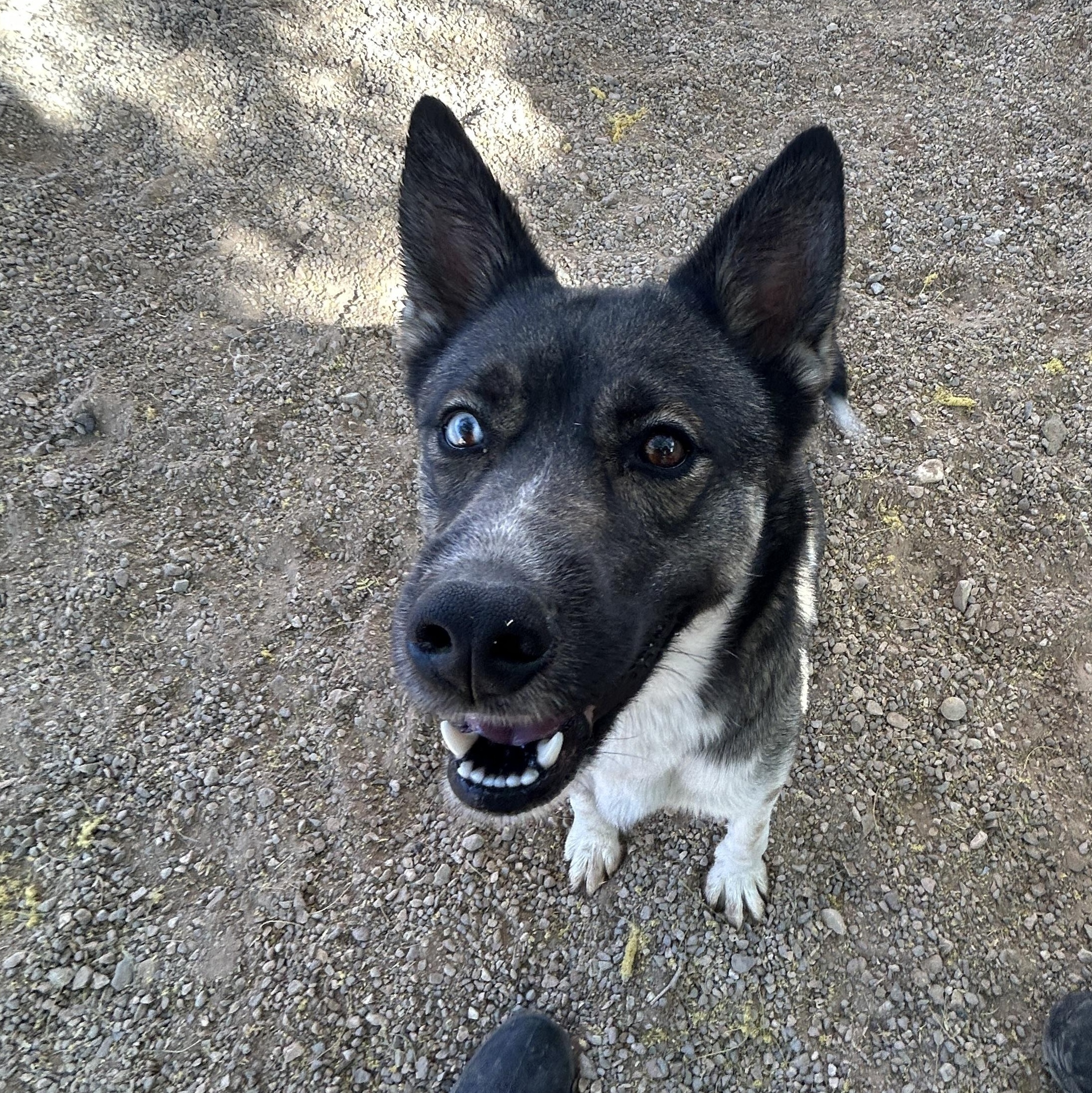 Enlarge Stormy, a ADOPTABLE mixed breed in Parker, AZ image 2/2