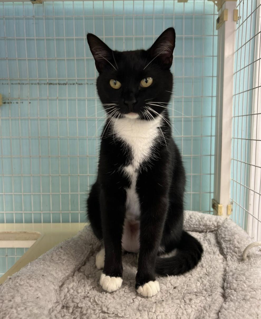 Bella, a ADOPTABLE Domestic Short Hair in Memphis, TN image 2/2