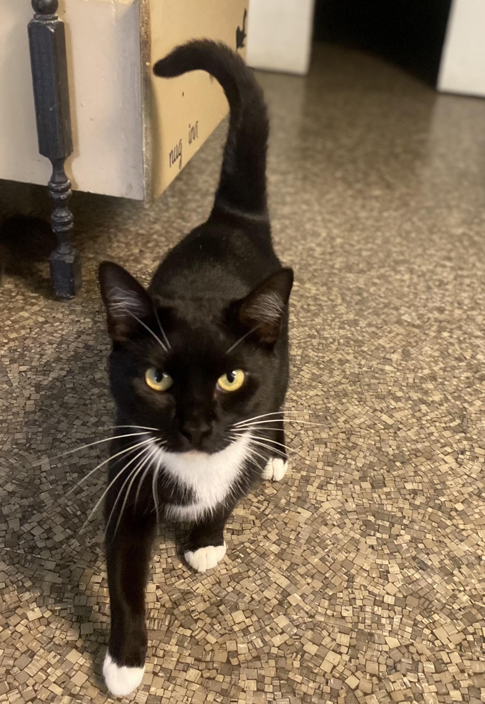 Bella, ADOPTABLE, Young Female Domestic Short Hair.