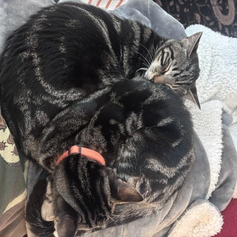 Enlarge Tommy and Johnny - Bonded pair discount, a Adoptable Domestic Short Hair in Portland, OR image 3/6