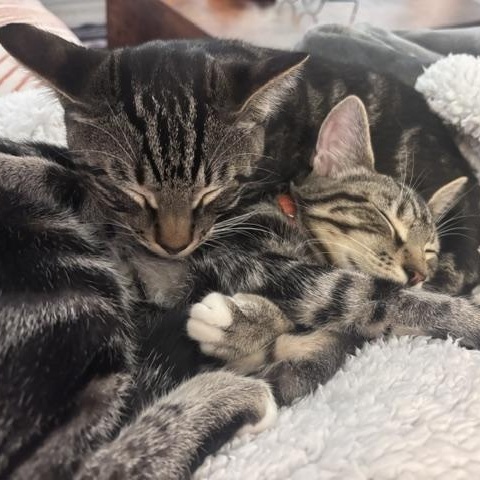 Tommy and Johnny - Bonded pair discount, Adoptable, Kitten Male Domestic Short Hair.
