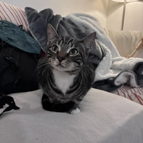 Enlarge Tommy and Johnny - Bonded pair discount, a Adoptable Domestic Short Hair in Portland, OR image 6/6