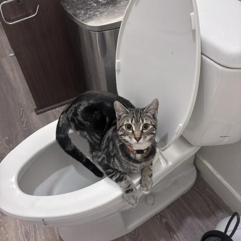 Enlarge Tommy and Johnny - Bonded pair discount, a Adoptable Domestic Short Hair in Portland, OR image 2/6
