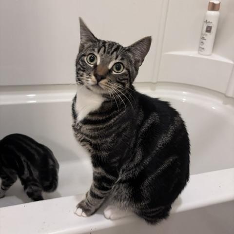Enlarge Tommy and Johnny - Bonded pair discount, a Adoptable Domestic Short Hair in Portland, OR image 5/6