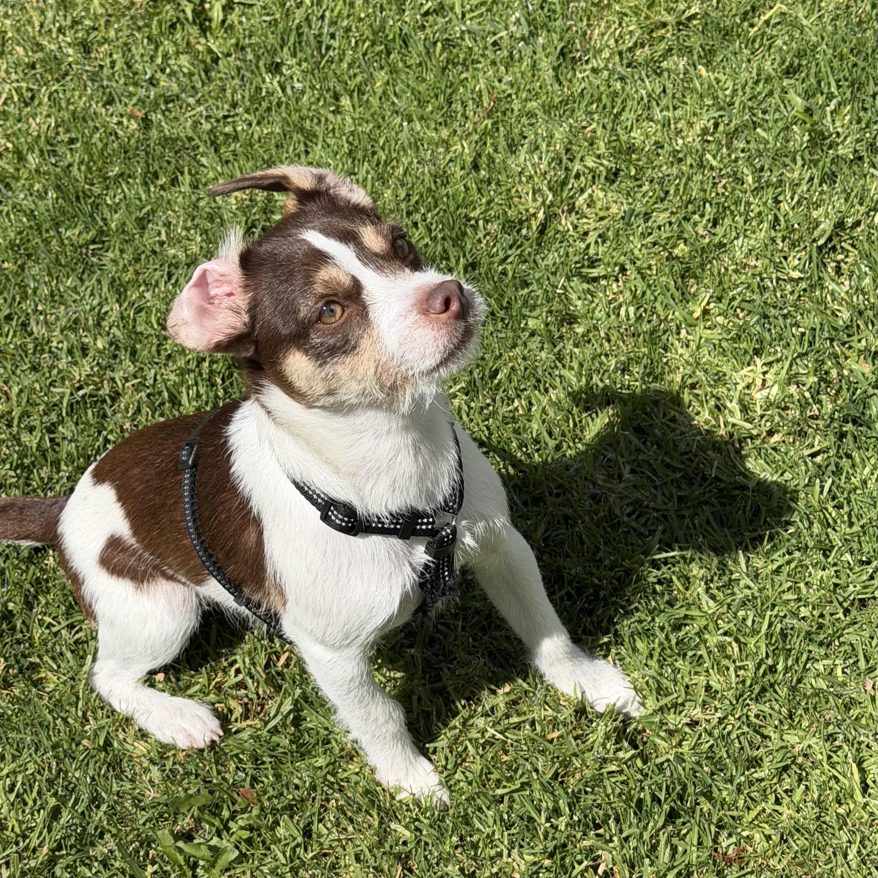Jack, a ADOPTABLE mixed breed in Van Nuys, CA image 4/5
