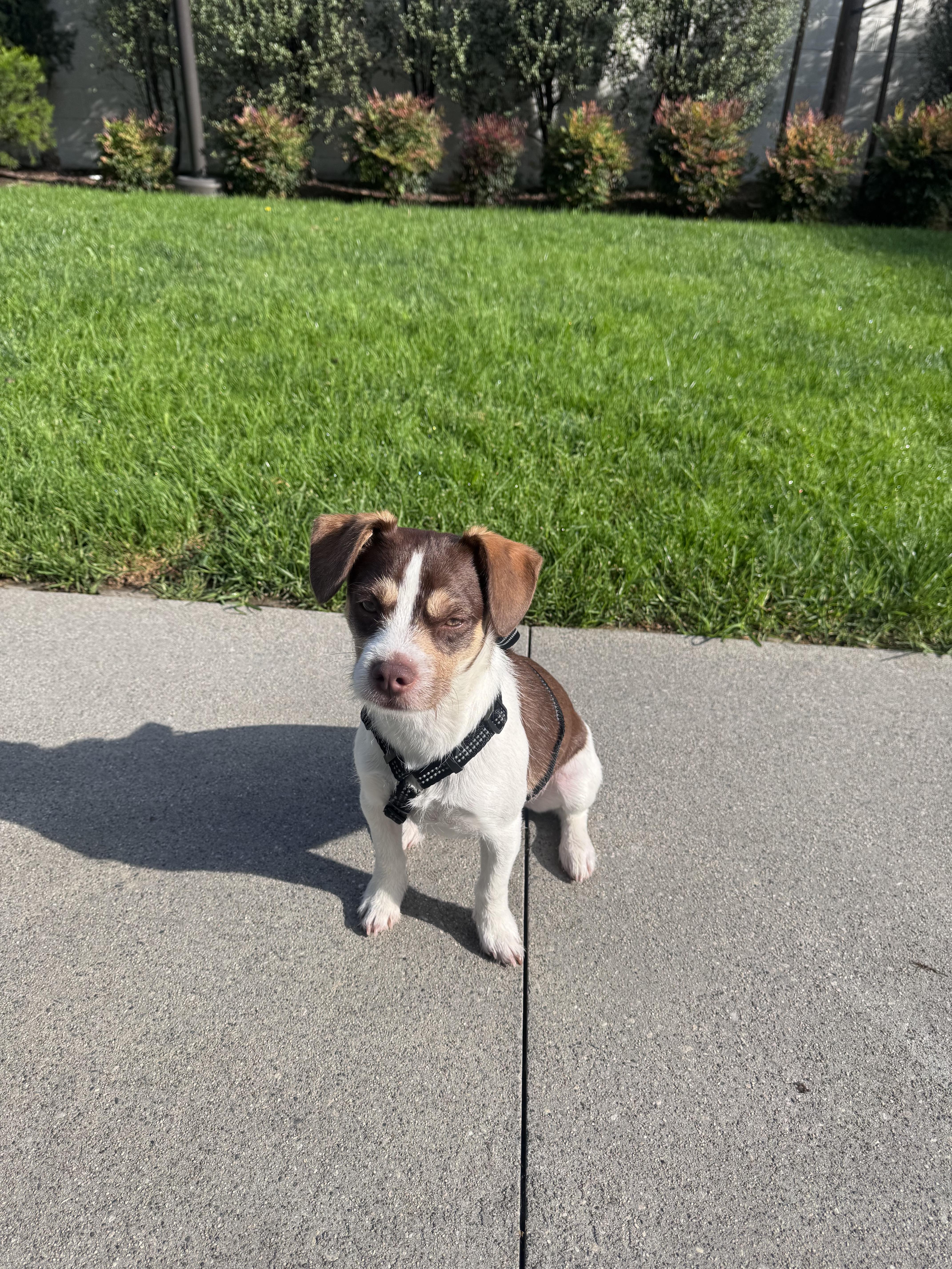 Jack, a ADOPTABLE mixed breed in Van Nuys, CA image 1/5
