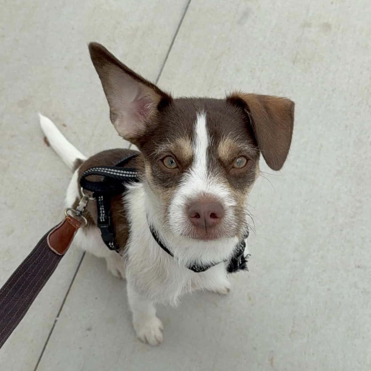 Jack, a ADOPTABLE mixed breed in Van Nuys, CA image 3/5