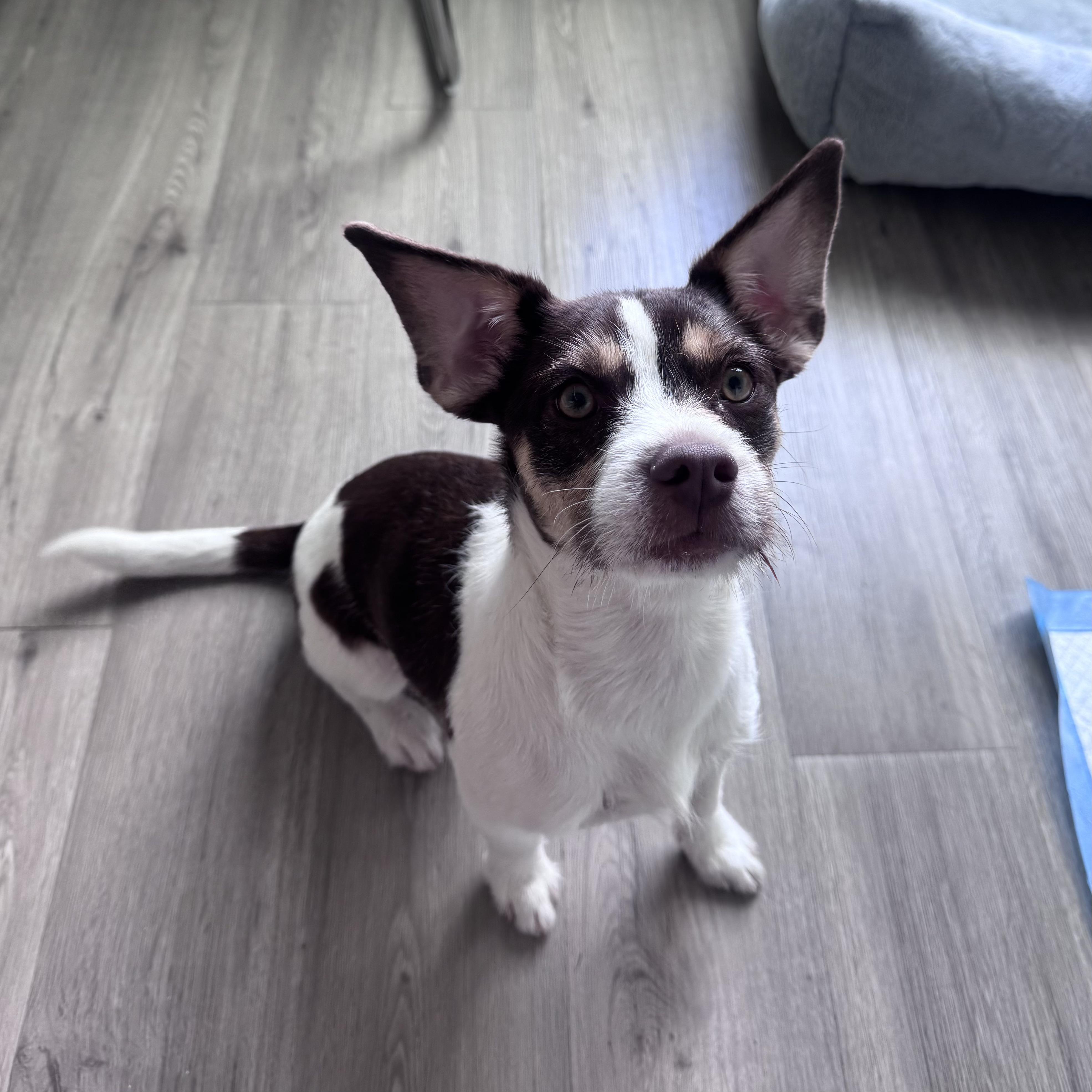 Jack, a ADOPTABLE mixed breed in Van Nuys, CA image 2/5