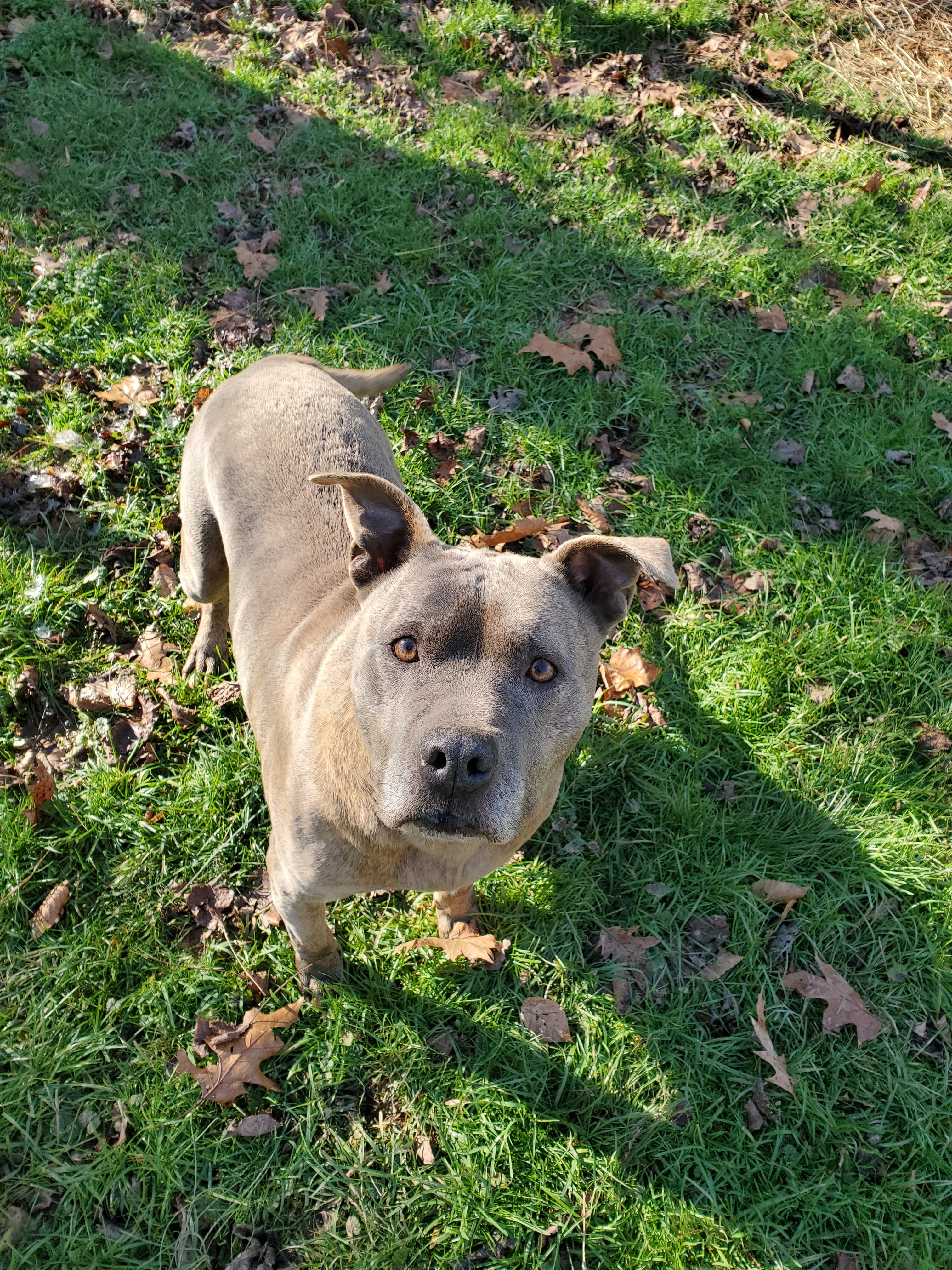 Gunther, an adoptable Pit Bull Terrier in Long Bottom, OH, 45743 | Photo Image 1