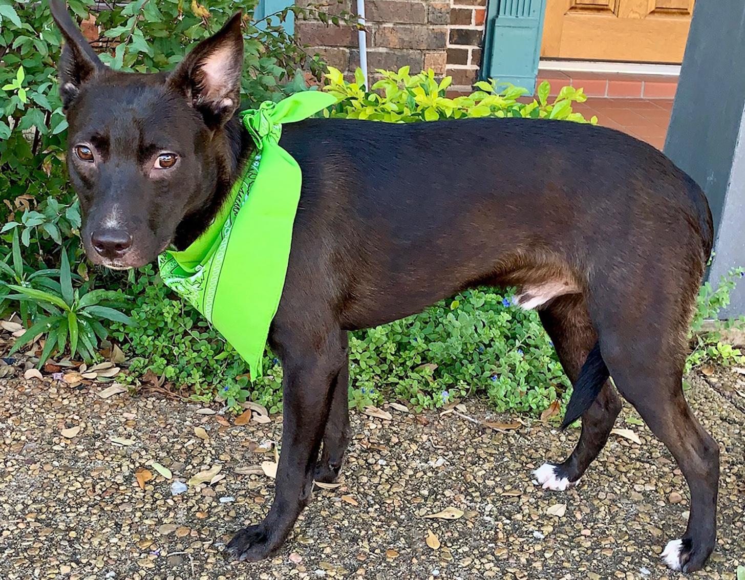 Enlarge BRUCE, a Adopted mixed breed in Groton, CT image 6/6