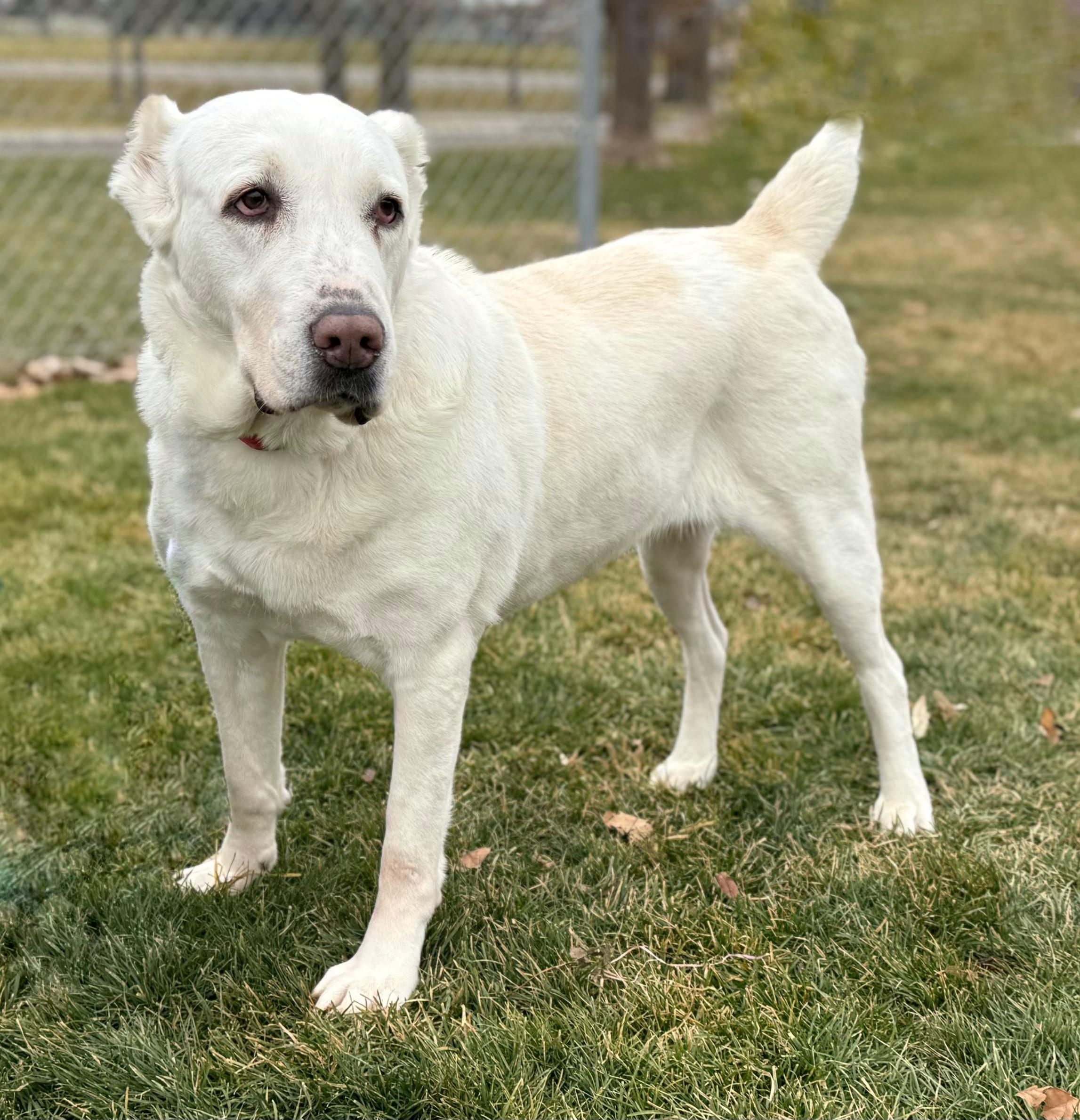 Enlarge Athena, a Adoptable Shepherd in Twin Falls, ID image 1/6