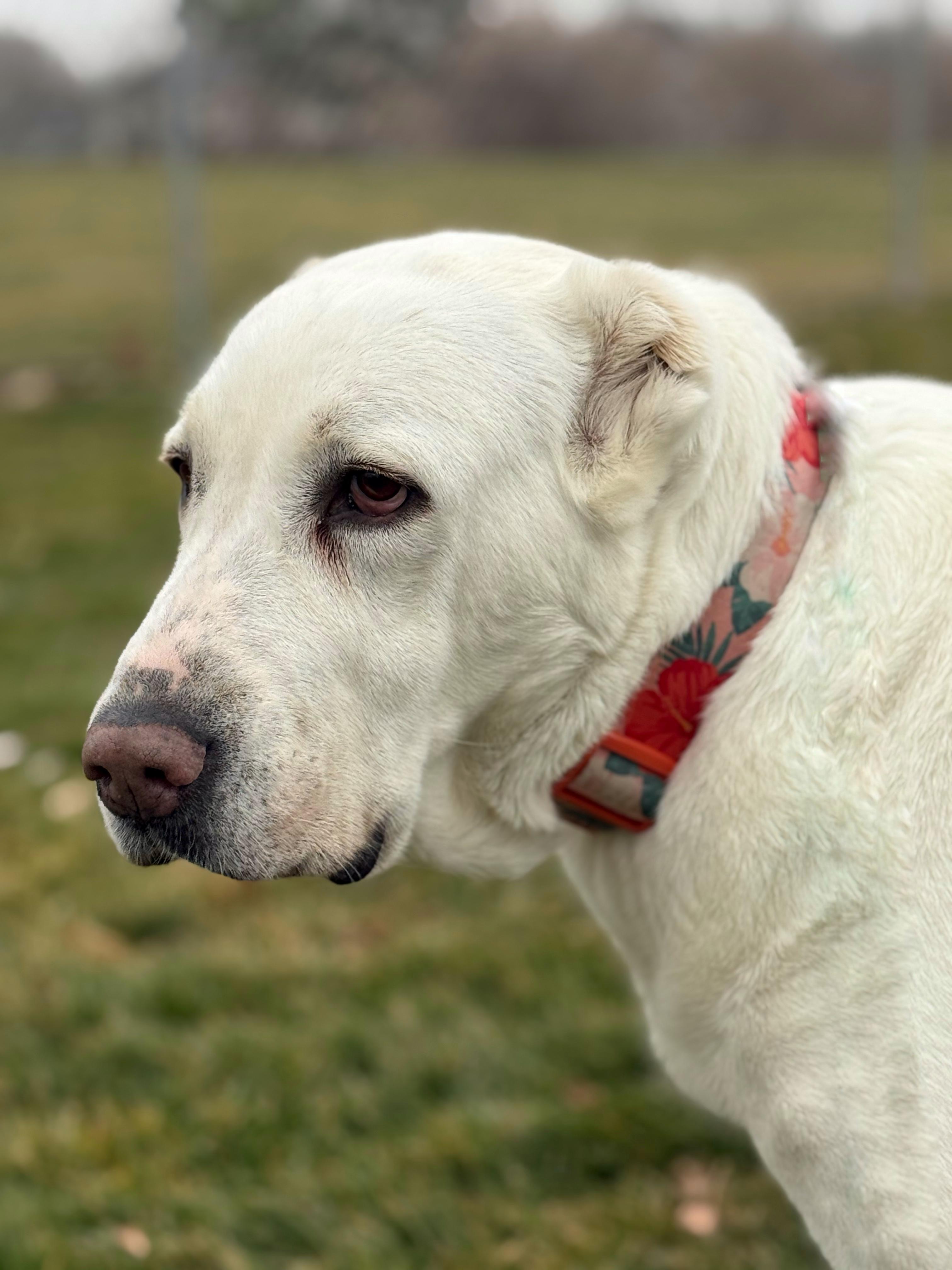 Enlarge Athena, a Adoptable Shepherd in Twin Falls, ID image 2/6
