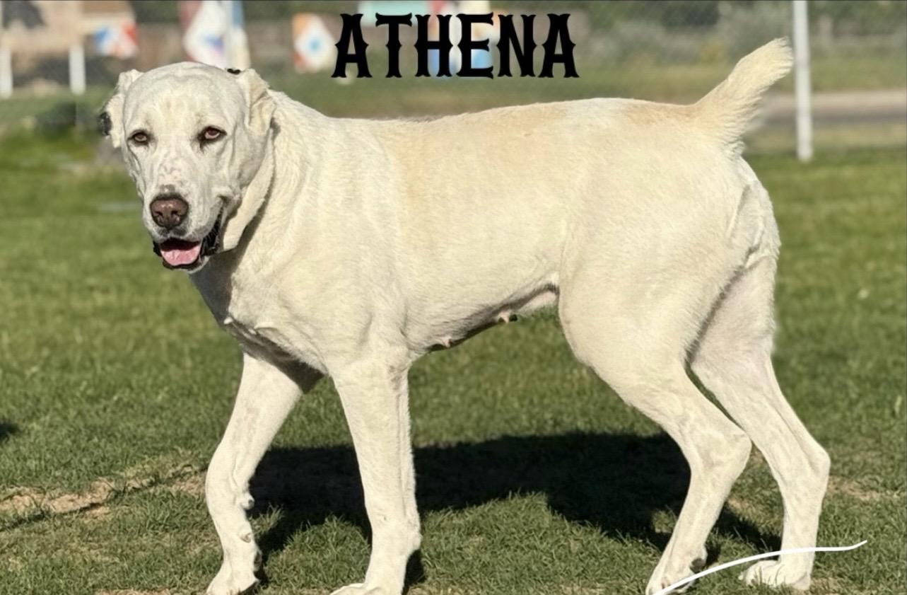 Enlarge Athena, a Adoptable Shepherd in Twin Falls, ID image 3/6