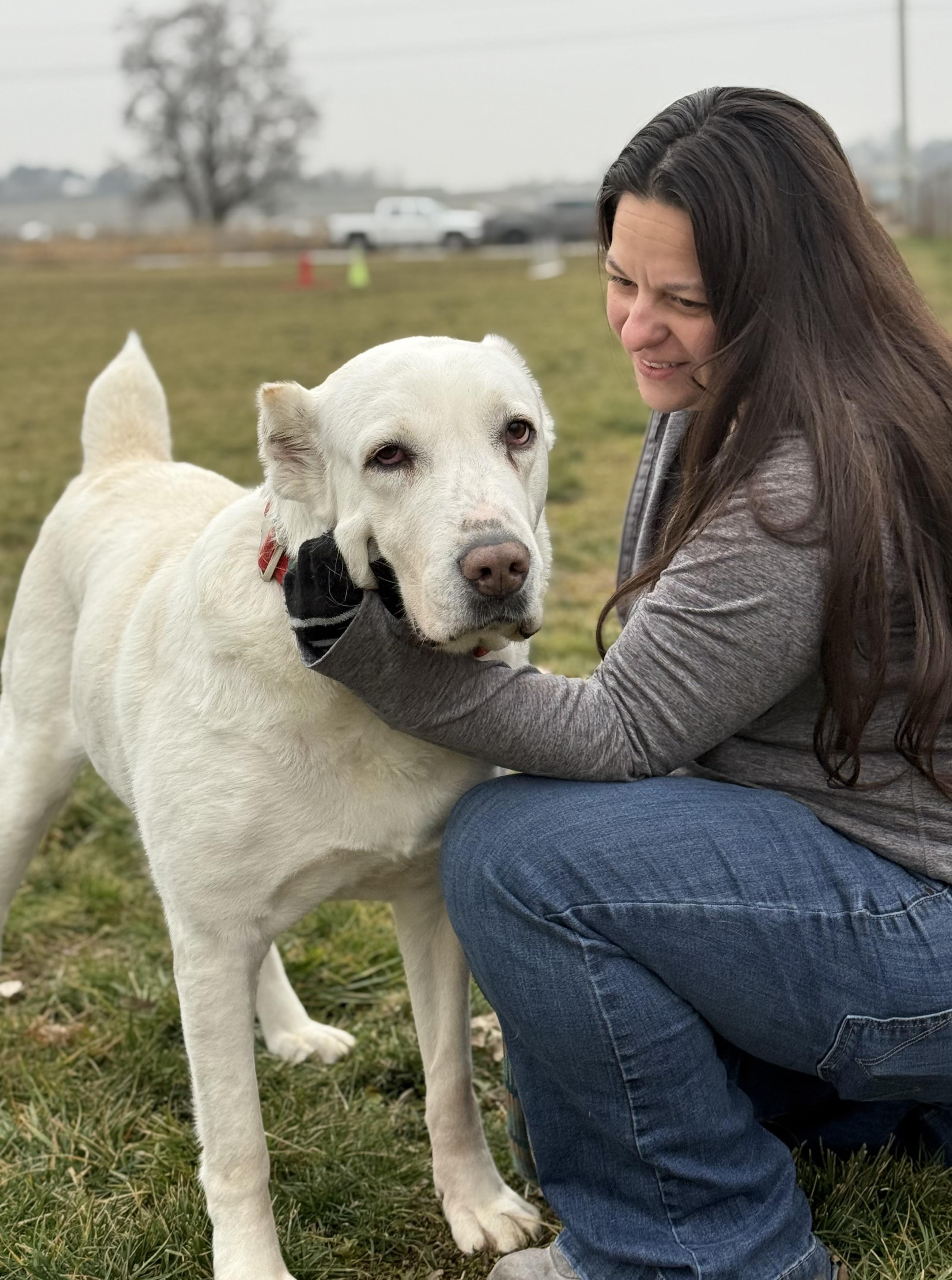 Enlarge Athena, a Adoptable Shepherd in Twin Falls, ID image 4/6