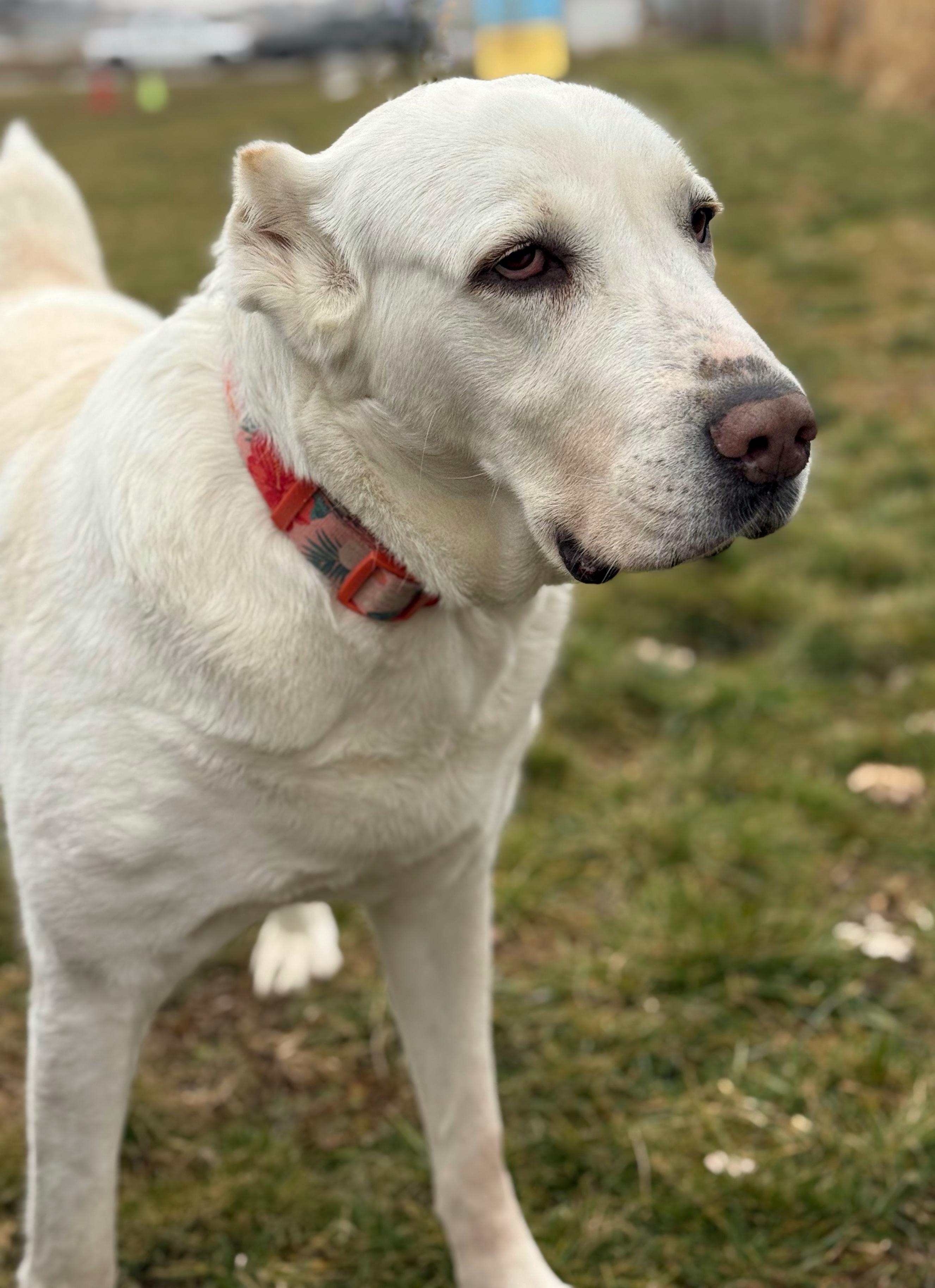 Enlarge Athena, a Adoptable Shepherd in Twin Falls, ID image 5/6