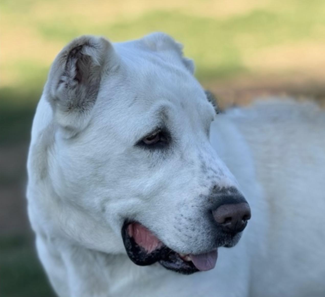 Enlarge Athena, a Adoptable Shepherd in Twin Falls, ID image 6/6