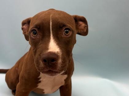 Biscotti, Adoptable, Puppy Female Black Mouth Cur & Mixed Breed.