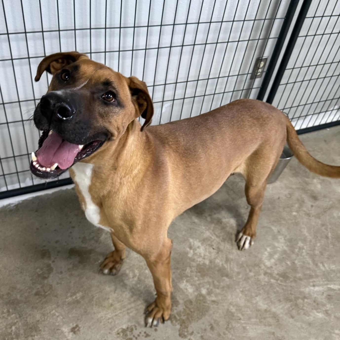 Enlarge Scooby- FULLY SPONSORED!, a Adoptable mixed breed in Archbold , OH image 1/2