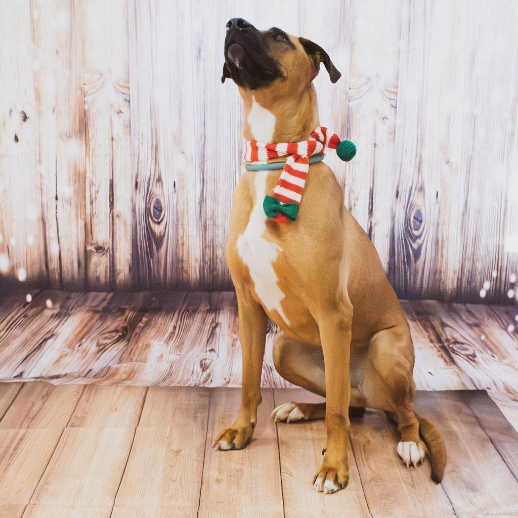 Scooby- FULLY SPONSORED!, Adoptable, Adult Male Rhodesian Ridgeback & Great Dane.