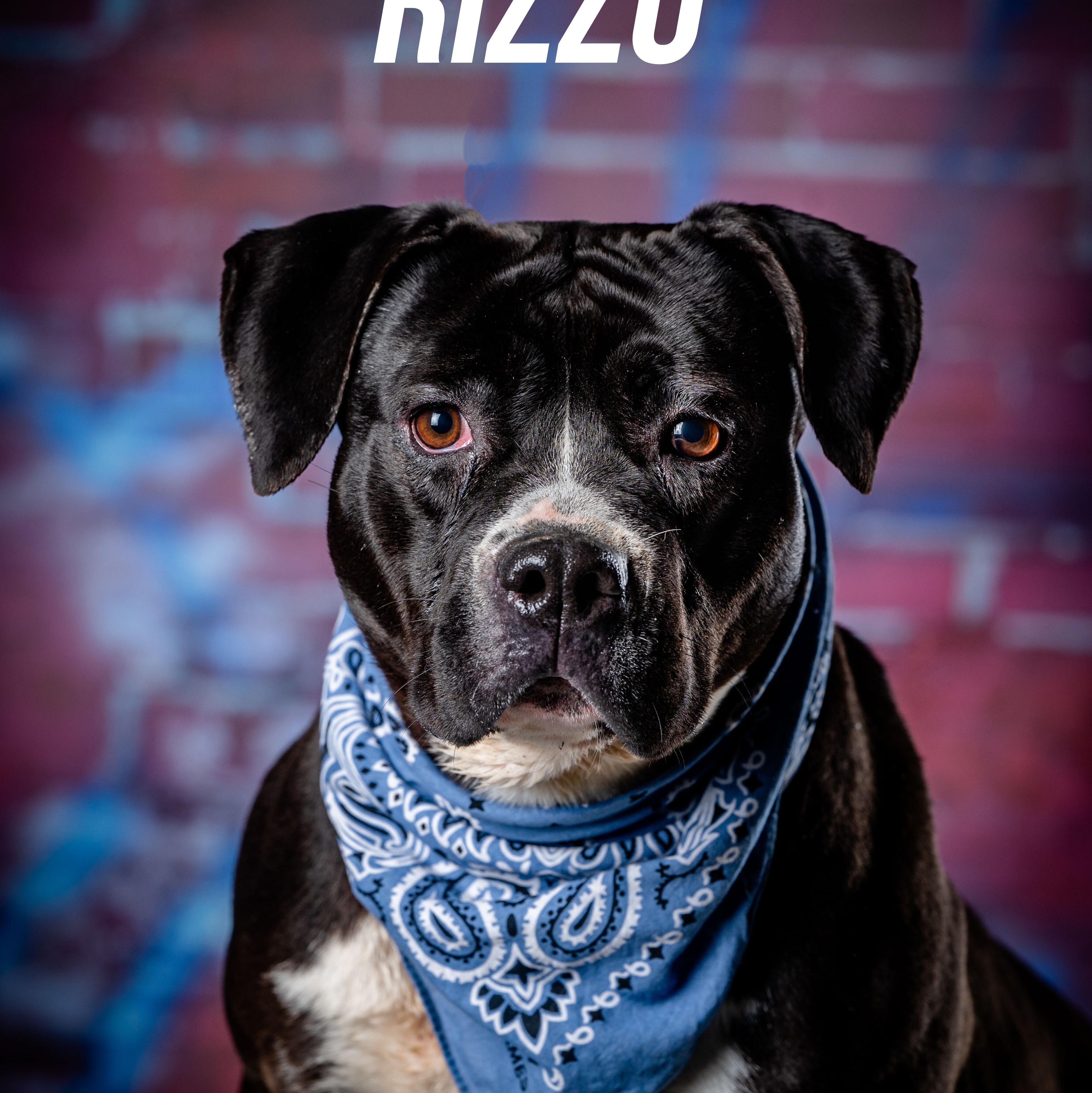 Enlarge Rizzo (CONC-A-108), a Adoptable American Bulldog in Concord, NC image 10/13