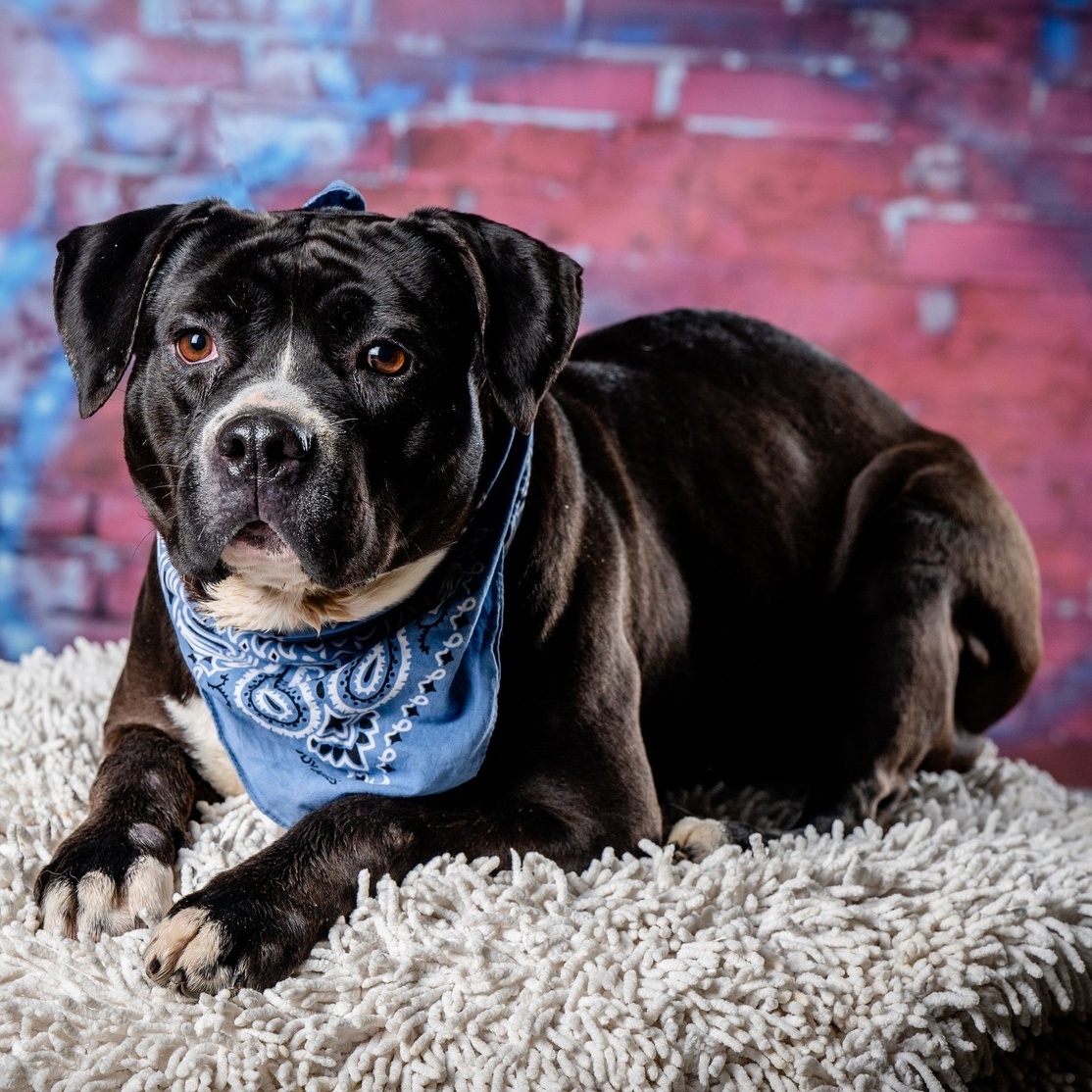 Enlarge Rizzo (CONC-A-108), a Adoptable American Bulldog in Concord, NC image 9/13