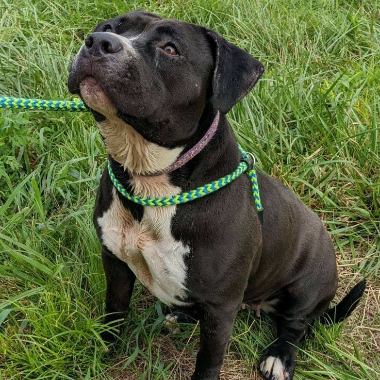 Enlarge Rizzo (CONC-A-108), a Adoptable American Bulldog in Concord, NC image 13/13