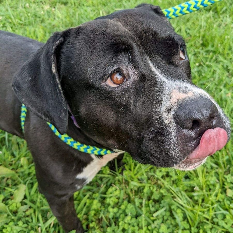 Enlarge Rizzo (CONC-A-108), a Adoptable American Bulldog in Concord, NC image 12/13