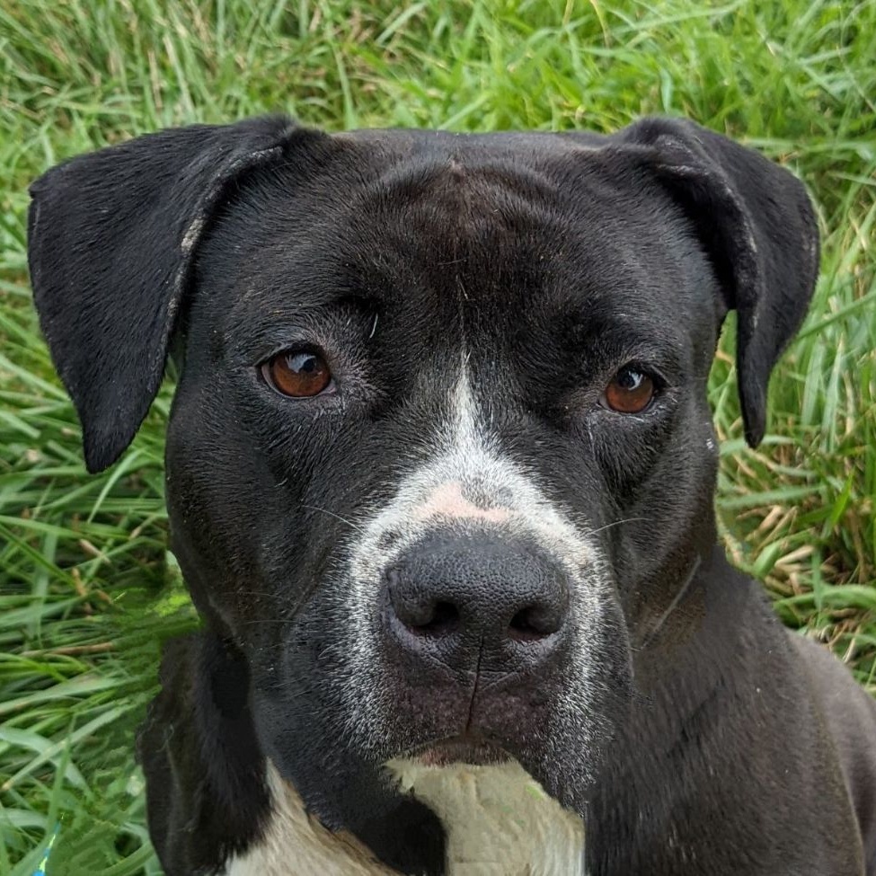 Enlarge Rizzo (CONC-A-108), a Adoptable American Bulldog in Concord, NC image 11/13