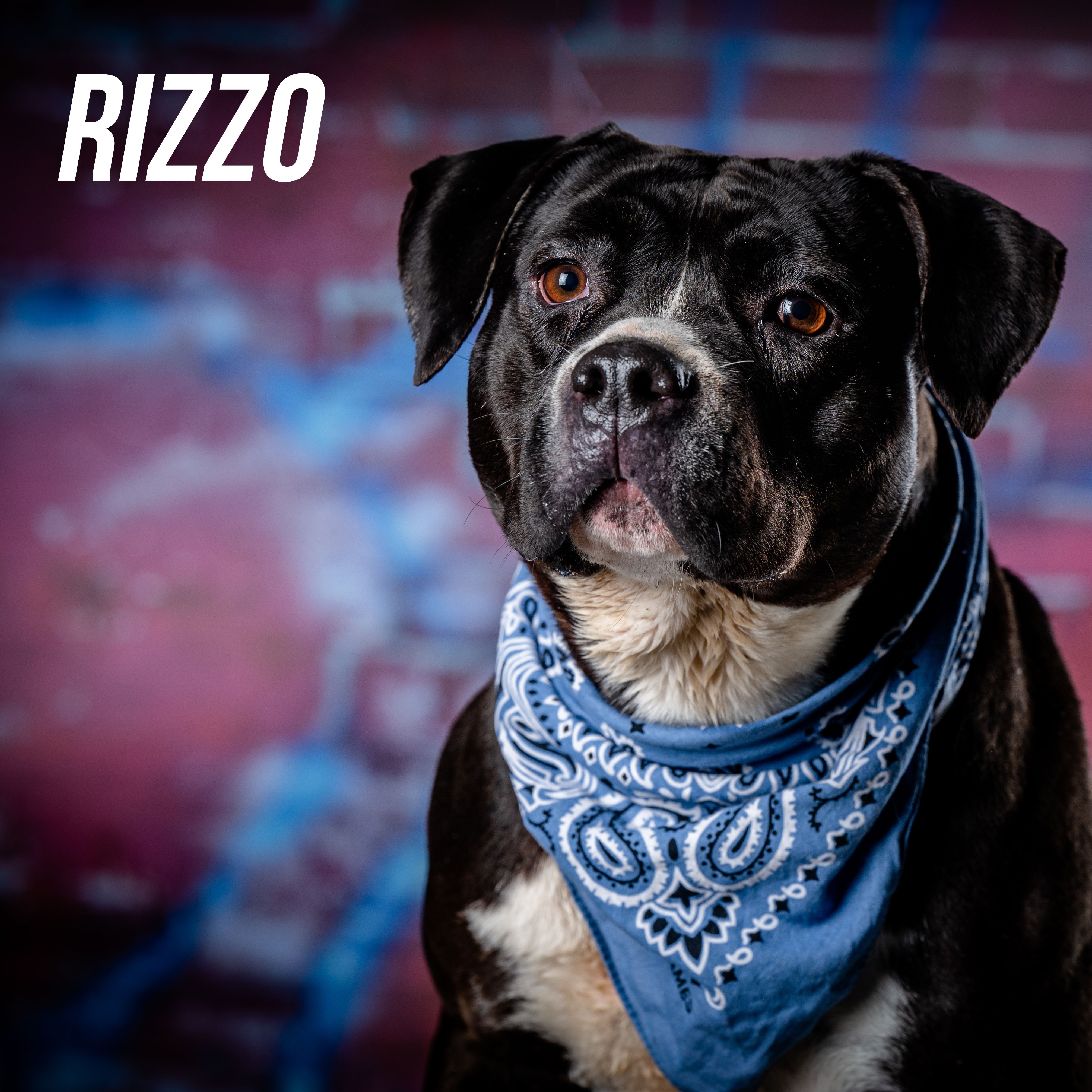 Rizzo (CONC-A-108), a Adoptable American Bulldog in Concord, NC image 1/13