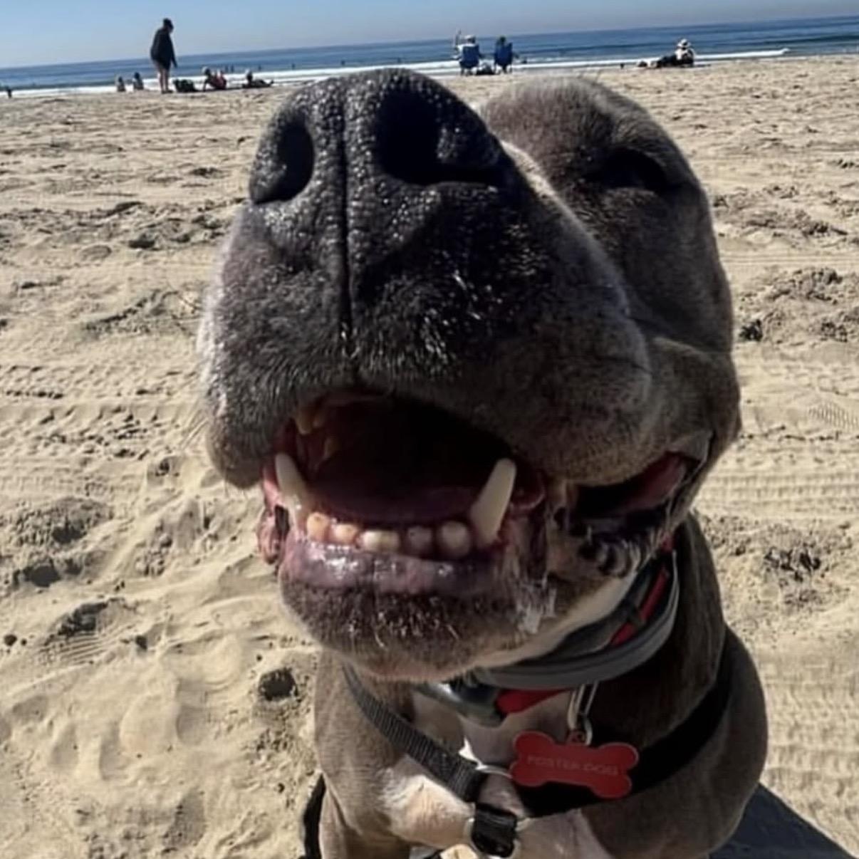Enlarge Gorda, a Adoptable Pit Bull Terrier in Westlake Village, CA image 2/5