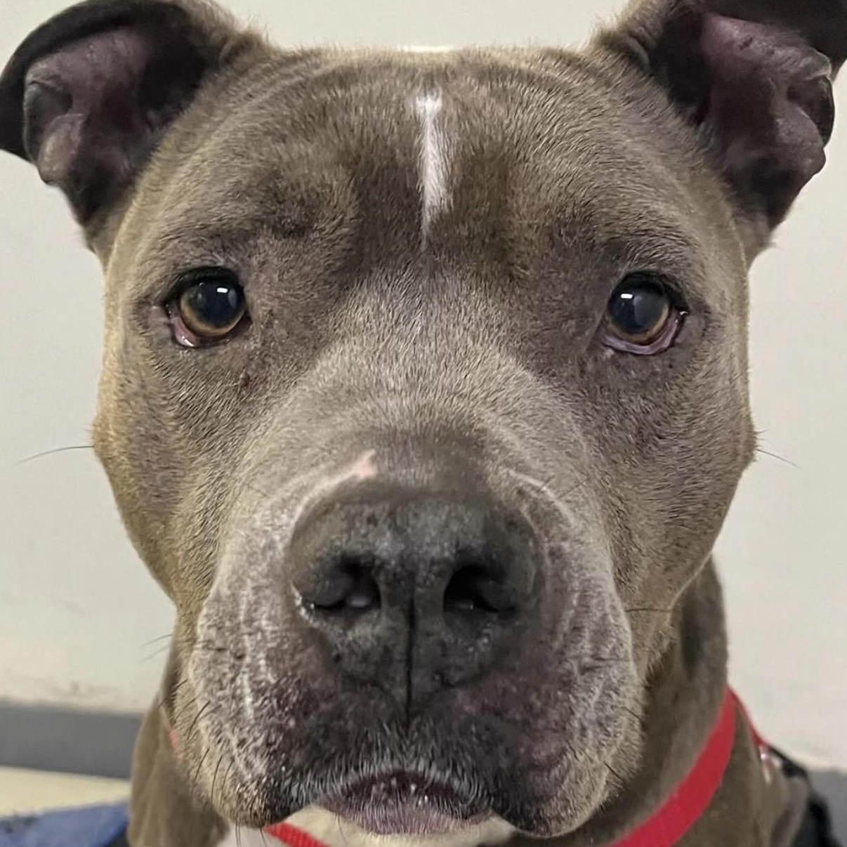 Enlarge Gorda, a Adoptable Pit Bull Terrier in Westlake Village, CA image 4/5