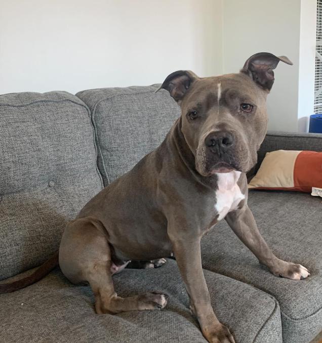 Enlarge Gorda, a ADOPTABLE Pit Bull Terrier in TEMECULA, CA image 5/5