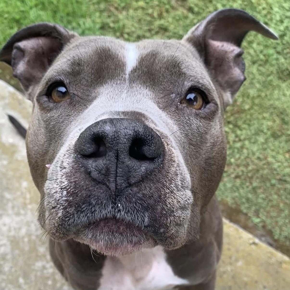 Gorda, Adoptable, Adult Female Pit Bull Terrier.