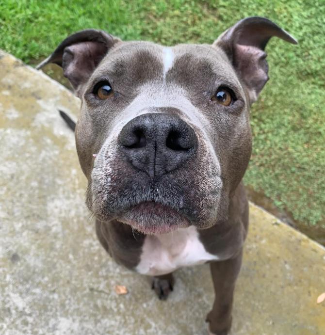 Enlarge Gorda, a ADOPTABLE Pit Bull Terrier in TEMECULA, CA image 4/5