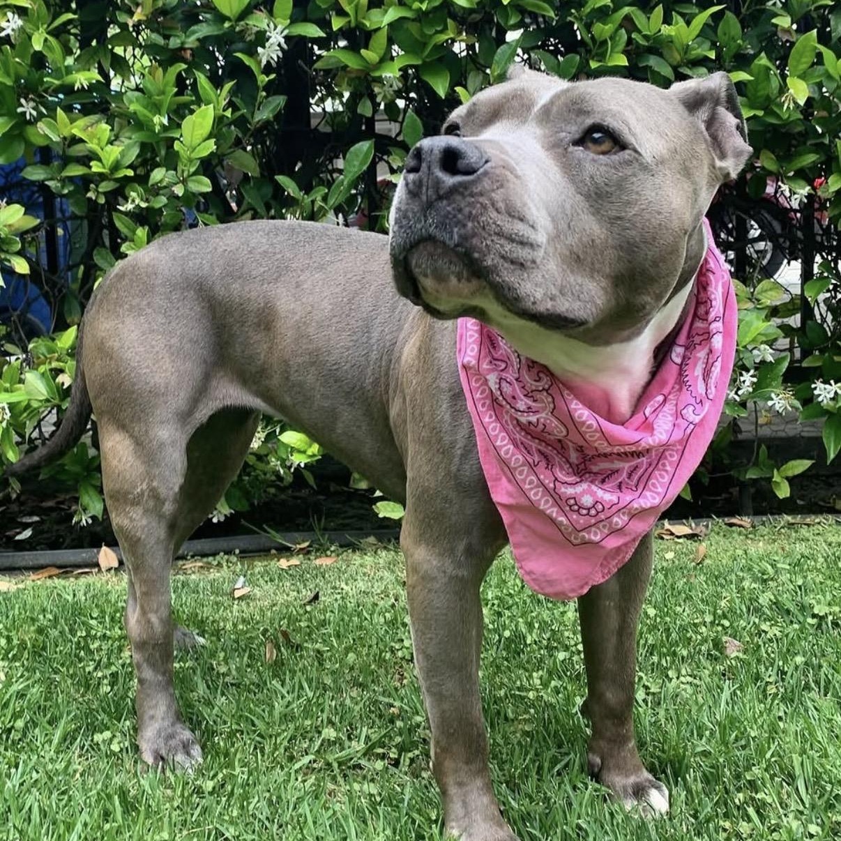 Enlarge Gorda, a Adoptable Pit Bull Terrier in Westlake Village, CA image 3/5
