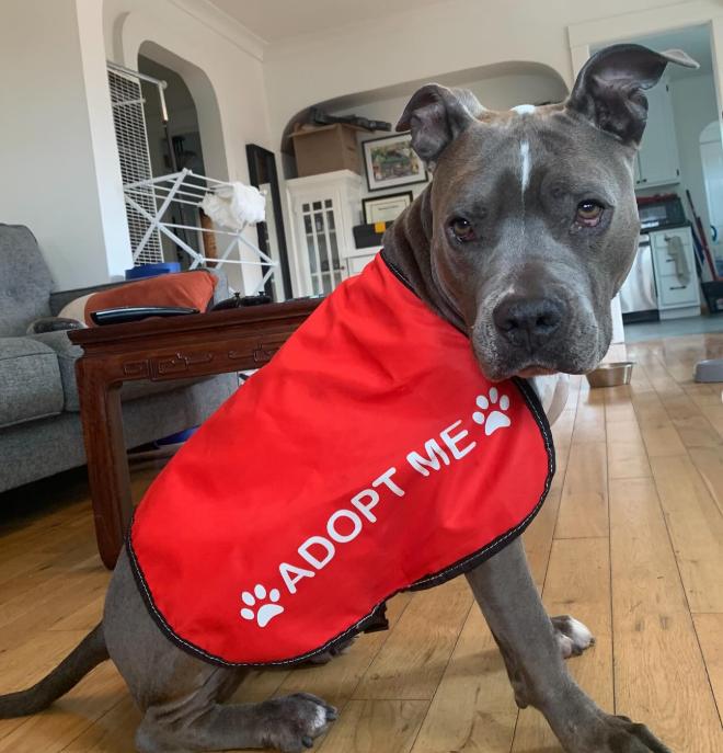 Enlarge Gorda, a ADOPTABLE Pit Bull Terrier in TEMECULA, CA image 3/5