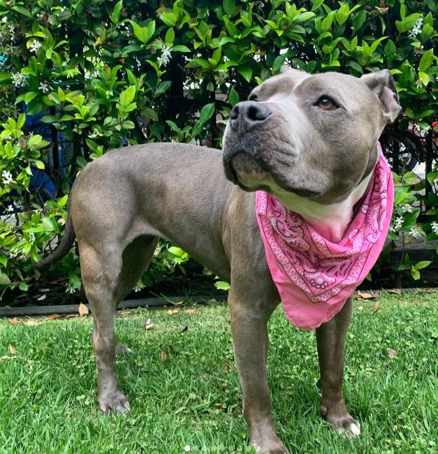 Gorda, ADOPTABLE, Adult Female Pit Bull Terrier.